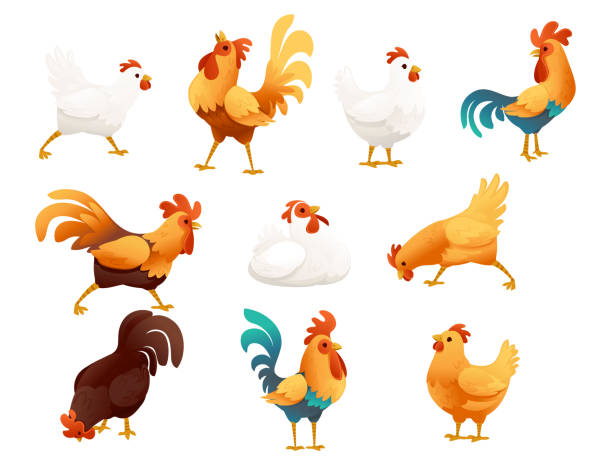 illustrations, cliparts, dessins animés et icônes de ensemble d’adorables animaux de coq pour l’agriculture de ferme poule coq dessin animé dessin animal design vectoriel illustration - poule