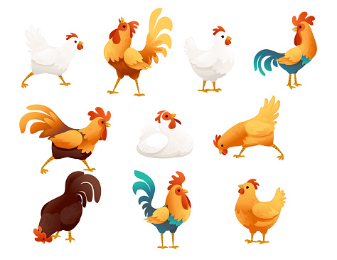 Set of adorable cock animal for farm agriculture hen rooster cartoon animal design vector illustration.