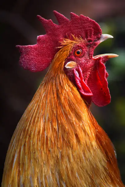 Rooster crowing in a farm yard
