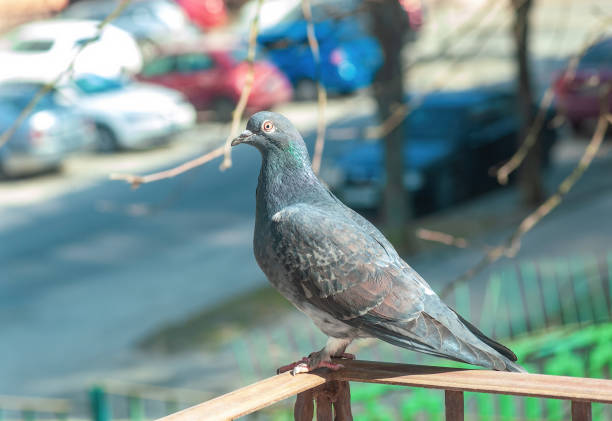 istock Grey pigeon standing on balcony wrought iron railing, side view 1396537905