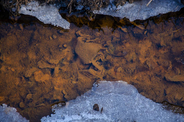 Detail of polluted stream bed. Polluted lifeless stream. Nature pollution concept. Stream in winter with ice around the edges. Top view of the orange creek in ice Polluted rusty dirty creek. Nature pollution concept. Water with pieces of ice around the edges. Top view of the yellow stream acid rain stock pictures, royalty-free photos & images