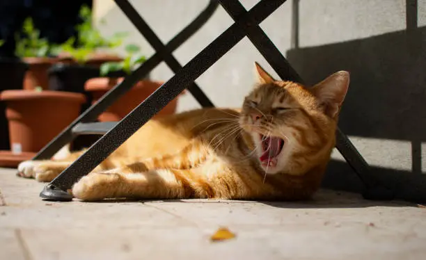 Photo of A beautiful bored red cat yawns under a table on a sunny day.
