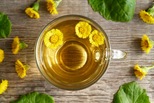 A cup of coltsfoot tea with fresh blooming coltsfoot plant