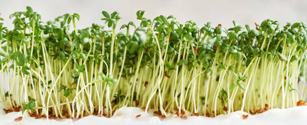 istock Panoramic header with fresh Garden cress or Lepidium sativum sprouts 1396548315