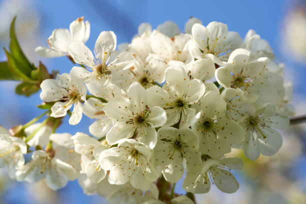 fleurs de cerisier blanc au printemps, gros plan - cherry tree morning sunlight sunny photos et images de collection