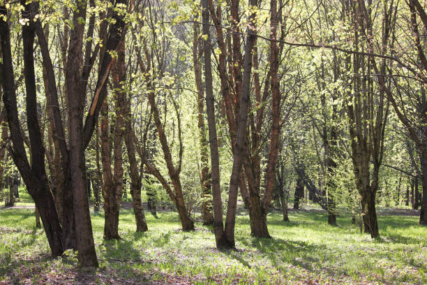 istock Spring park with old Manchurian cherry (Prunus maackii) trees 1396549938
