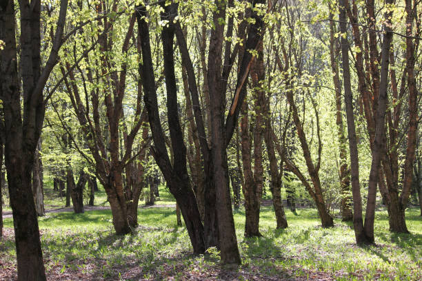 istock Spring park with old Manchurian cherry (Prunus maackii) trees 1396549953