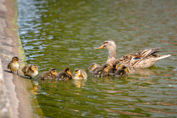 istock Mallard ducklings swimming with mother duck 1396550176