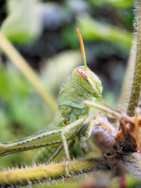 кузнечик на филиала - giant grasshopper стоковые фото и изображения