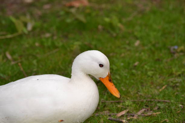 istock A white swan with orange beak on a green field 1396552202