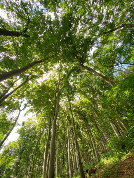 istock Low angle view to treetops in beech forest at Siebengebirge mountain range in Germany 1396552284