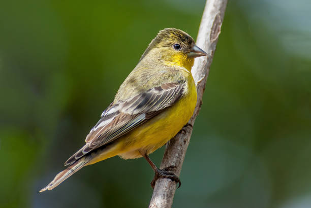 istock Lesser Goldfinch Perched on a Branch 1396552408