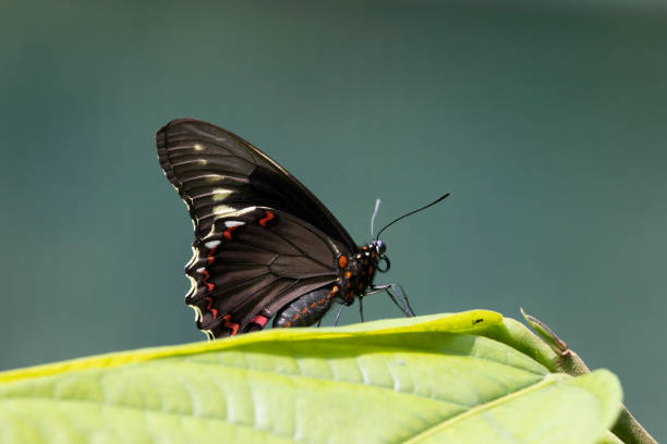 black and red buterfly in natural environment in Monteverde, Puntarenas Province, Costa Rica