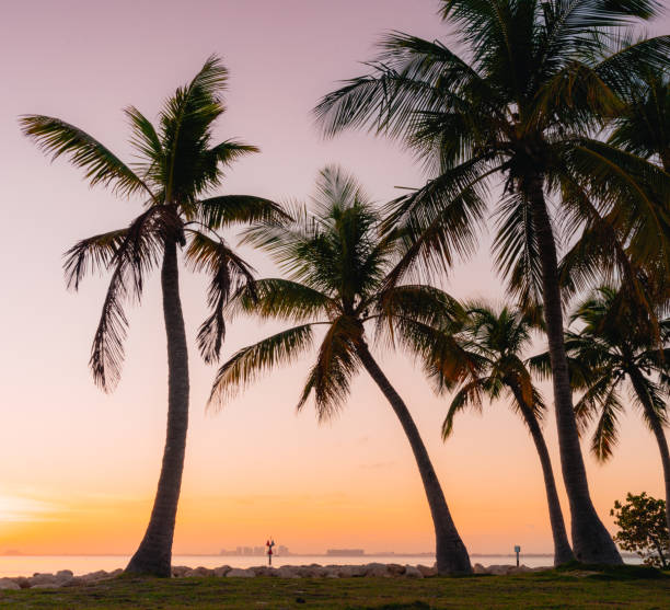 istock palms views sunset tropical in miami 1396553744