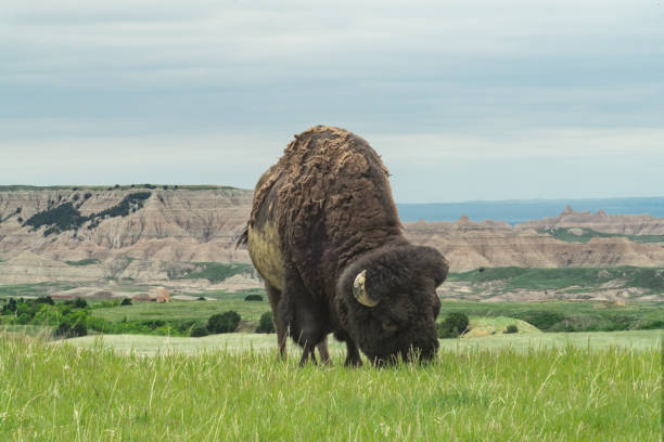 istock A bison grazes in grassland at Badlands National Park 1396553894