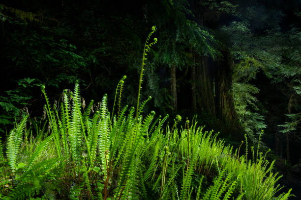 A lush Washington forest filled with green ferns, illuminated at