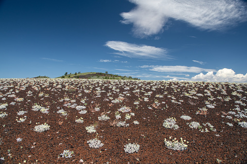 Tough shrubs grow in the hazardous terrain of an ancient lava fl in United States, Idaho, Arco