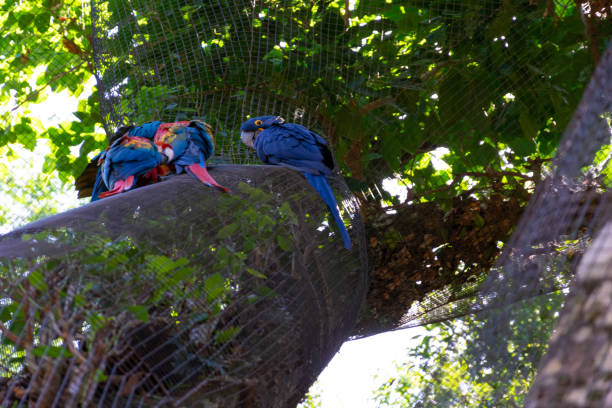 istock Hyacinth Macaw and Scarlet Macaws 1396554266