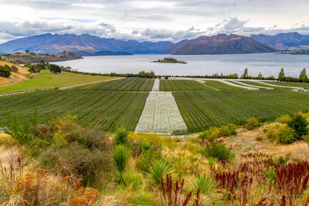 istock Vineyards on Lake Wanaka and the Southern Alps 1396554921