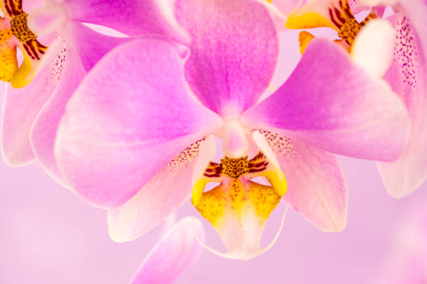 istock Purple ,pink orchid flowers on pink background with copy space 1396555075