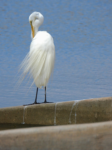 The Great Egret minding the boatramp