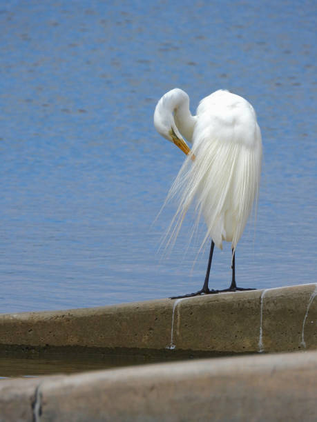The Great Egret minding the boatramp