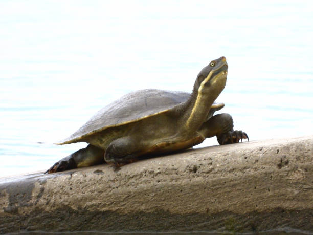 Turtle on the boat ramp