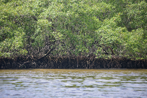 Mangrove in the Cananéia region on the southeastern coast of Brazil