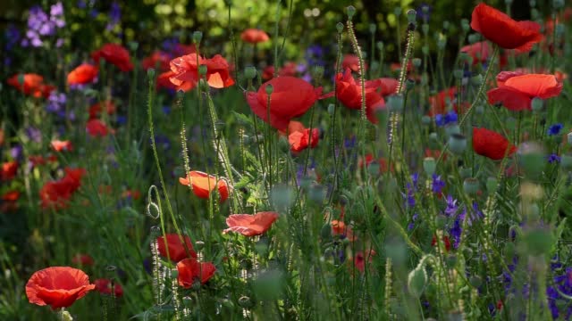 Bees fly around blooming wild poppies on the meadow at summertime
