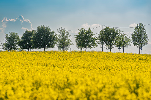 A flowering rapeseed field with a row of trees on the horizon backlit in sunny weather