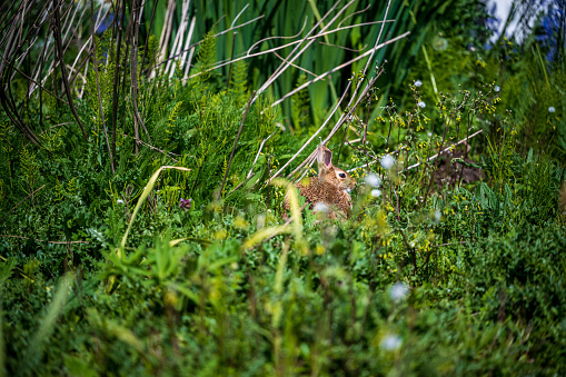A young rabbit foraging in dense plant cover, Seattle, Washington U.S.A.,  on  a sunny Spring afternoon.