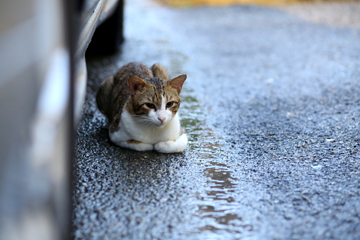 A focus scene on cat relaxing after heavy rain during the dawn.
