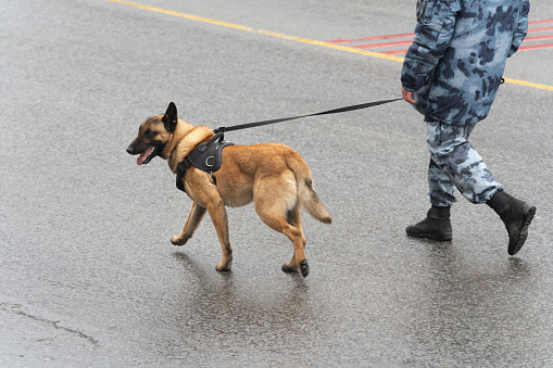 Petropavlovsk-Kamchatsky City, Kamchatka Peninsula, Russian Federation - May 9, 2022: Police dog handler of Canine Service Special Purpose Mobile Unit OMON of National Guard Troops Federal Service of Russian Federation ROSGUARD walks on road with service dog German Shepherd.