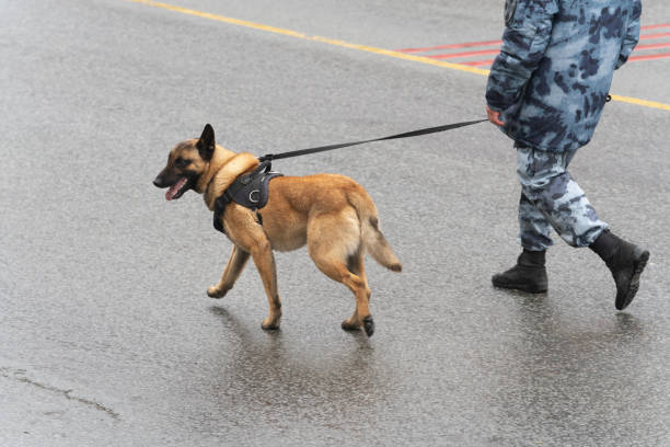 Police dog handler of Canine Service Special Purpose Mobile Unit OMON of National Guard Troops Federal Service of Russia ROSGUARD walks on road with service dog stock photo