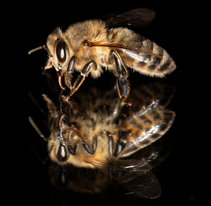 A live bee in front of the mirror on black and green background. Side View. Macro.