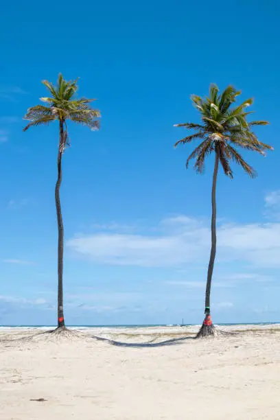 Photo of Two famous coconut trees on the beach of Mangue Seco - Bahia - Brazil known as 