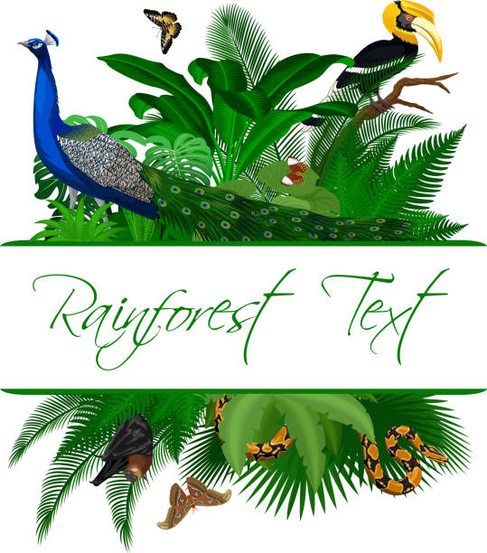 dschungel regenwald sommer tropische blätter wildlife vector design mit großem nashornvogel, pfau und schmetterlingen - doppelhornvogel stock-grafiken, -clipart, -cartoons und -symbole