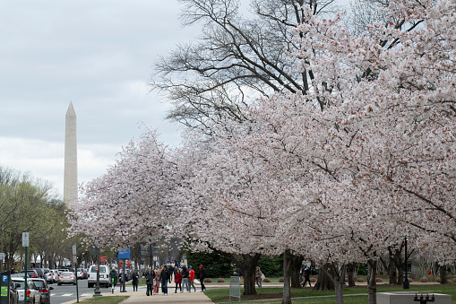 Washington DC, USA - March 27, 2022. Crowd of people walking on sidewalk lined with blooming cherry trees in Washington DC, USA