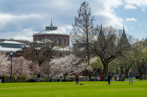 Toronto, Canada - May 26, 2019: Flower tree branch with Convocation Hall at University of Toronto in background in spring.