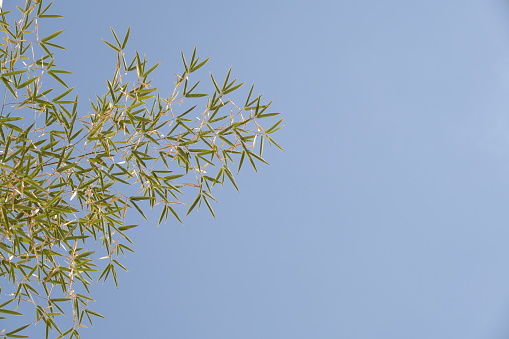 Bamboo under blue sky