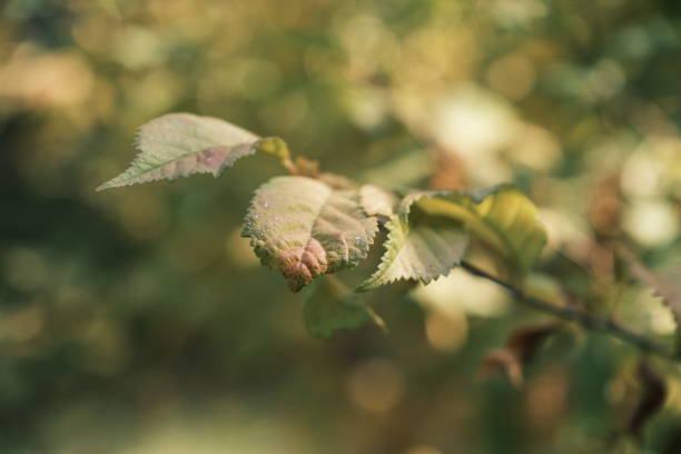 istock Leaves in sunshine 1396569419