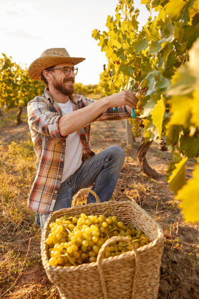 istock Cheerful gardener harvesting grapes on farm 1396569823