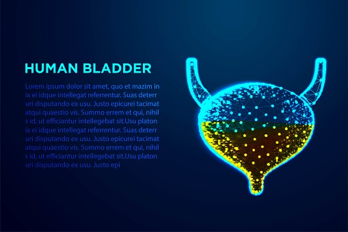 Bladder Visual Human Bladder Human Anatomy Abstract Low Poly Wireframe Designs From ...