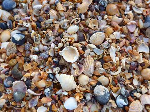 Many shells and pieces of shell in large pile on the beach. Shells of all sizes and colors.