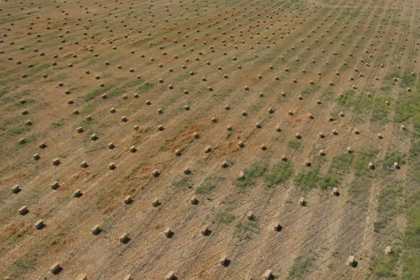 Looking down on fresh-cut hay in rectangular bales set in long rows in large field.