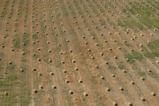 Looking down on fresh-cut hay in rectangular bales set in long rows in large field.