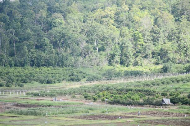 istock view in Chaing Mai at Thailand 1396574599