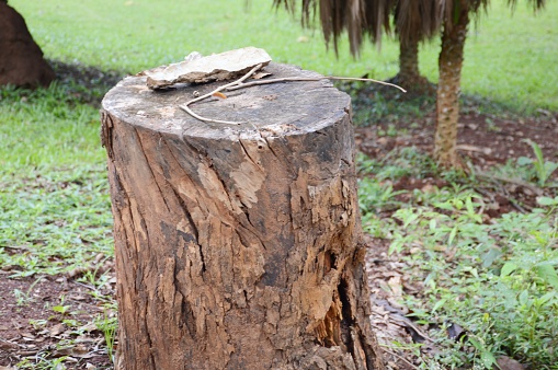 close up dry stump in nature garden