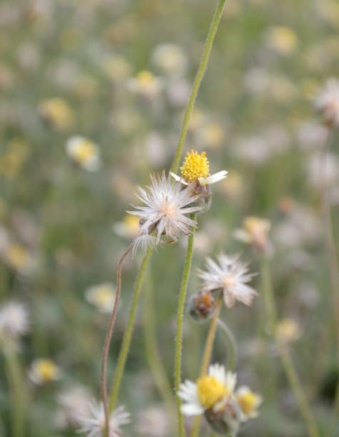 istock coatbuttons flower in nature garden 1396575614