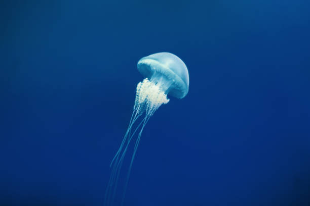 medusa che galleggia nell'acqua - phosphorescence foto e immagini stock
